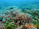 โลกใต้น้ำ เกาะสิมิลัน7