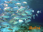 โลกใต้น้ำ เกาะสิมิลัน4